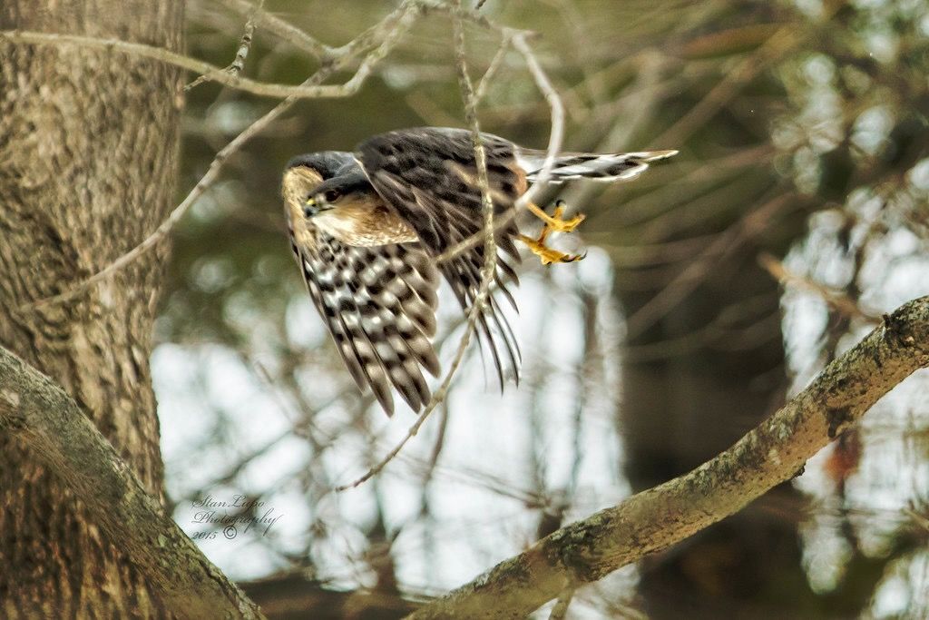 Sharp-shinned Hawk in Flight II by stanlupo (Thanks for 4,000,000 views) is licensed under CC BY-NC-ND 2.0.